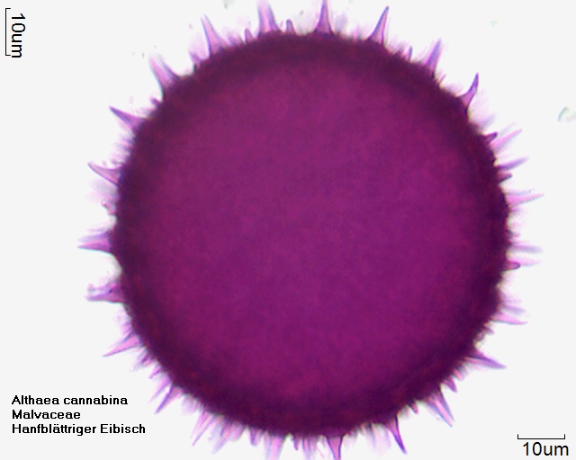 Althaea cannabina (3).jpg