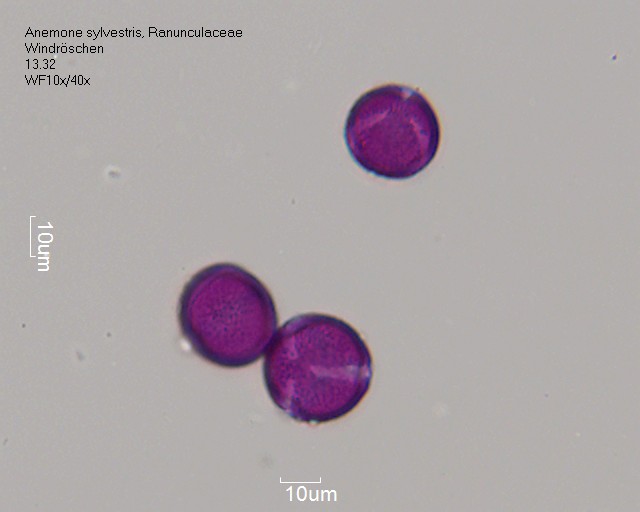 Anemone sylvestris (4).jpg