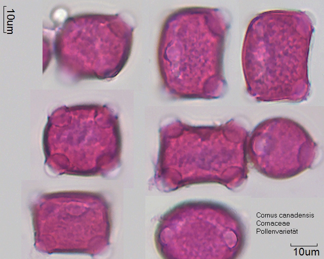 Pollen von Cornus canadensis, tetraporat/tetracolporat