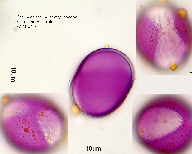 Pollen von Crinum asiaticum