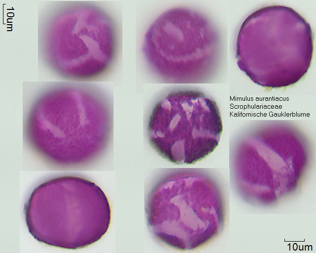 Pollen von Mimulus aurantiacum