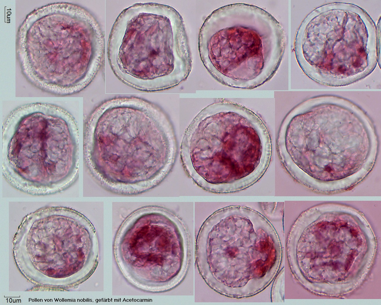 mit Acetocarmin angefärbter Pollen von Wollemia nobilis, eingebettet in Glyceringelatine, A-031
