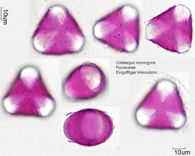 Pollen von Crataegus monogyna