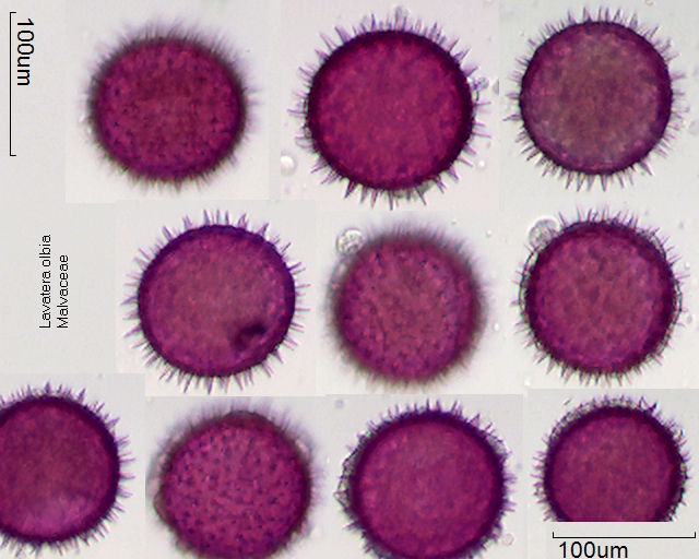 Pollen von Lavatera olbia