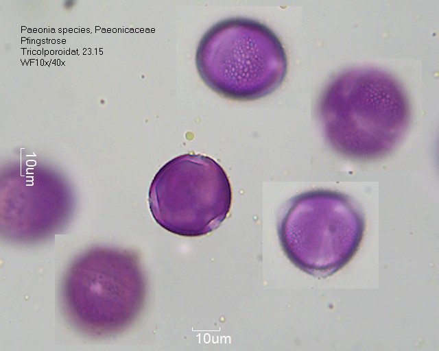 Pollen von Paeonia species