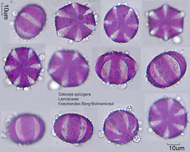 Pollen von Satureja spicigera, 9-075