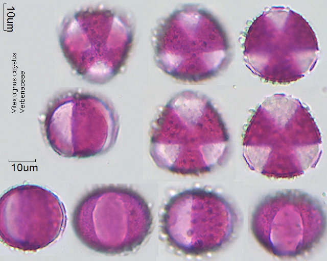 getrocknete Pollen von Vitex agnus-castus