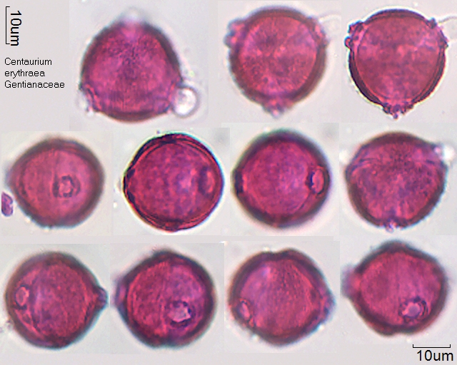 Pollen von Centaurium erythraea