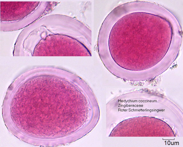 Pollen von Hedychium coccineum (1).jpg