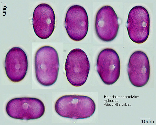 Pollen von Heracleum sphondylium