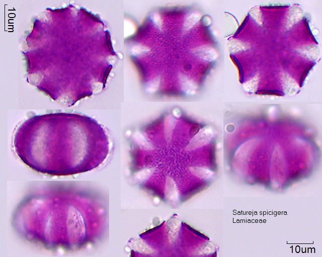 Pollen von Satureja spicigera (9-075/1)