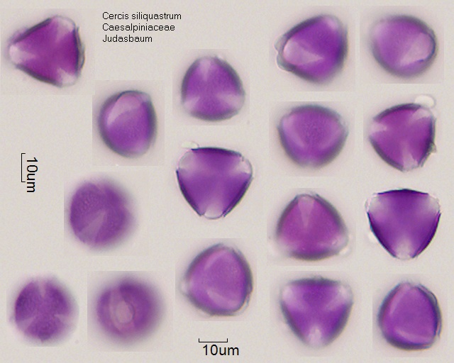 Pollen Cercis siliquastrum