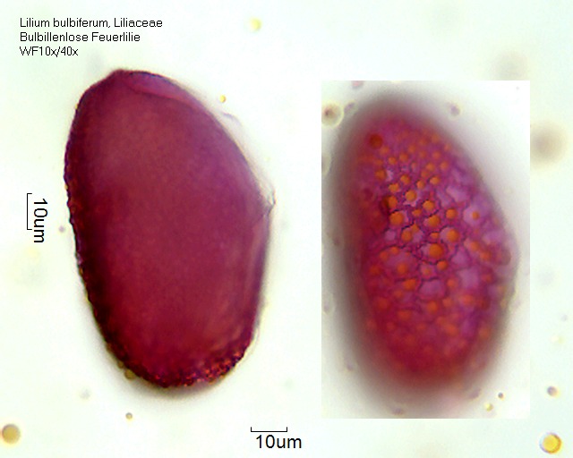 Hemerocallis multiflora_1 (3).jpg