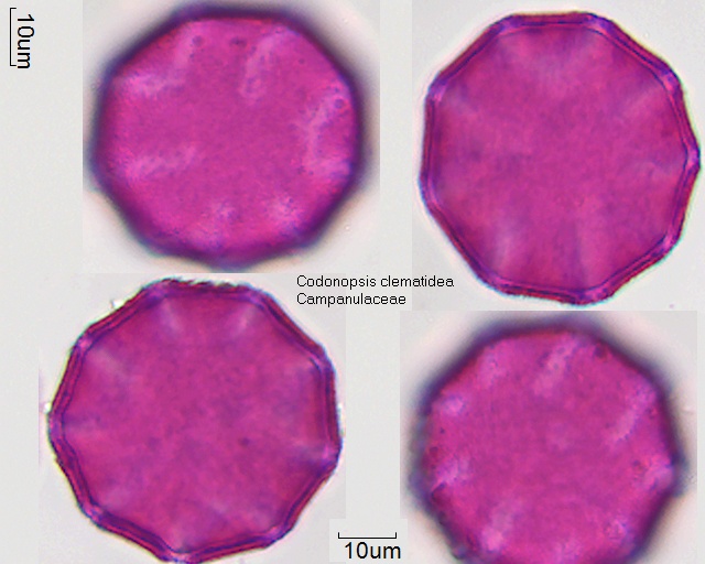 Pollen von Codonopsis clematidea