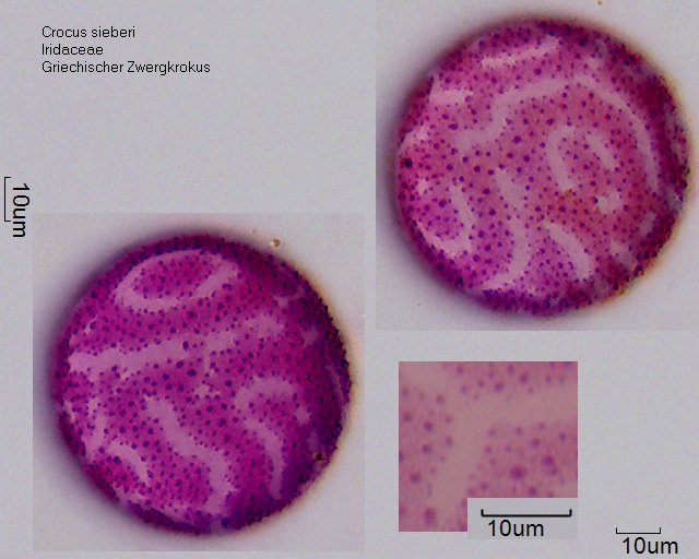 Pollen von Crocus sieberi