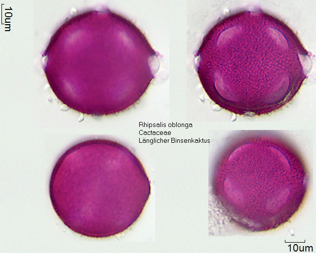 Pollen von Rhipsalis oblonga