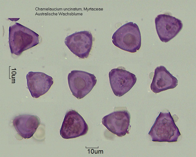 Pollen von Chamelaucium uncinatum