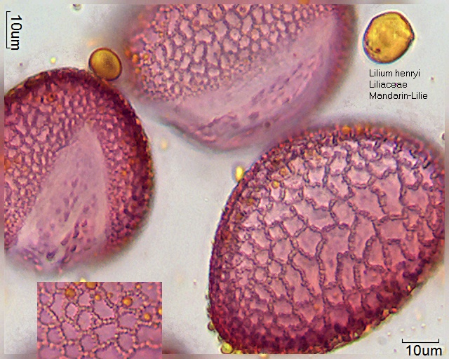 Pollen von Lilium henryi