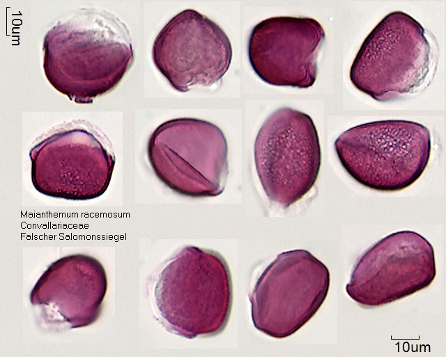 Pollen von Maianthemum racemosum, 7-052