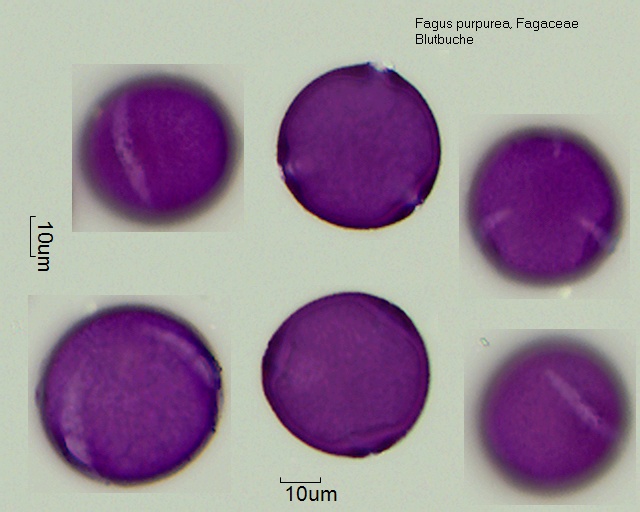 Datei:Fagus purpurea (1).jpg