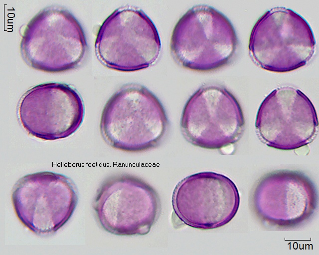 Pollen von Helleborus foetidus