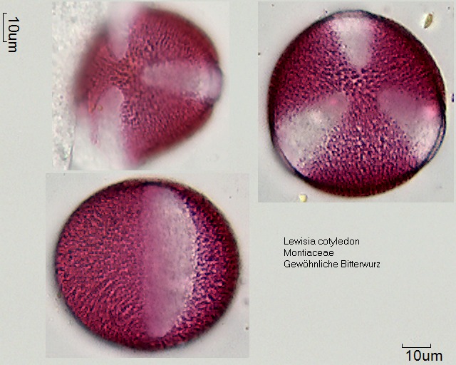 Pollen von Lewisia cotyledon