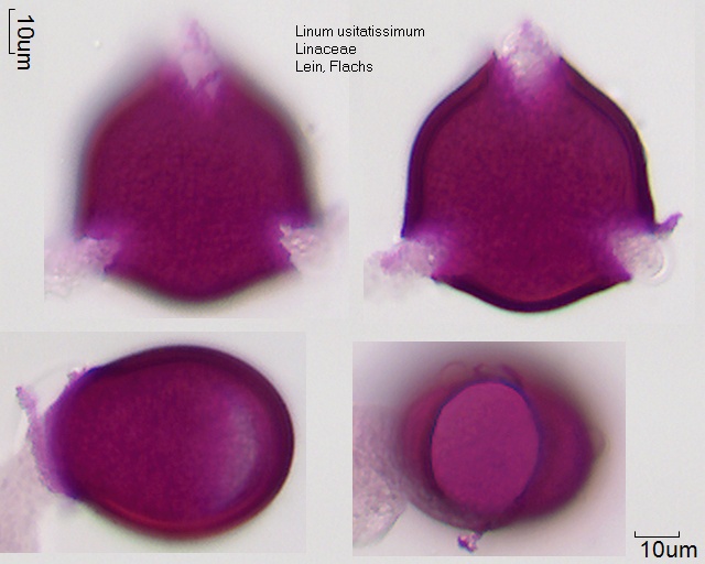 Pollen von Linum usitatissimum