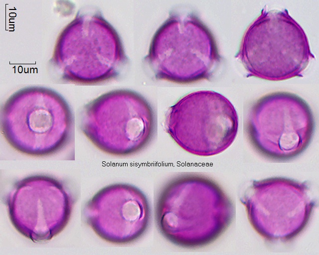 Pollen von Solanum sisymbriifolium