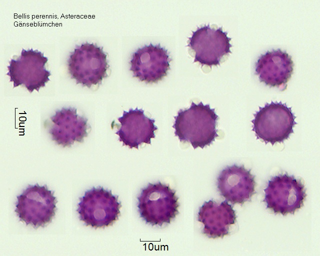Pollen von BBellis perennis