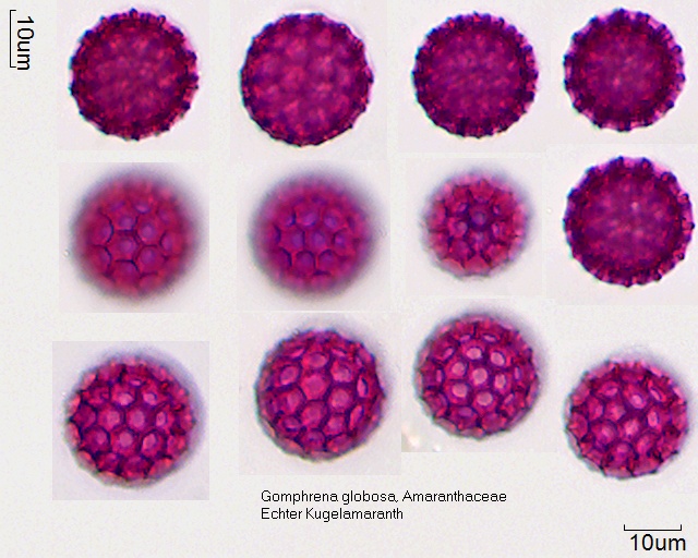 Pollen von Gomphrena globosa