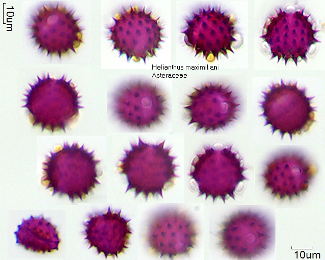 Pollen von Helianthus maximiliani