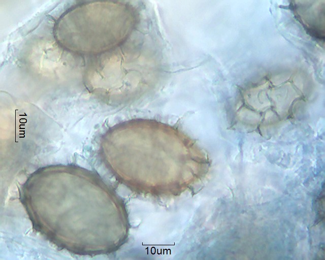 Tuber aestivum \u2013 Pollen-Wiki