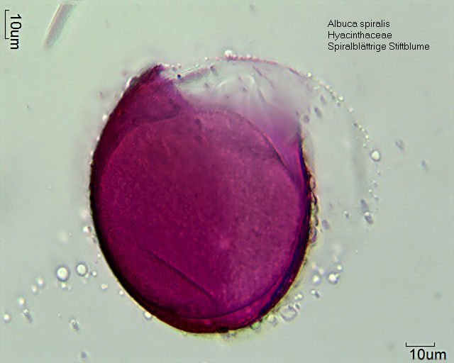 Pollen von Albuca spiralis (1)
