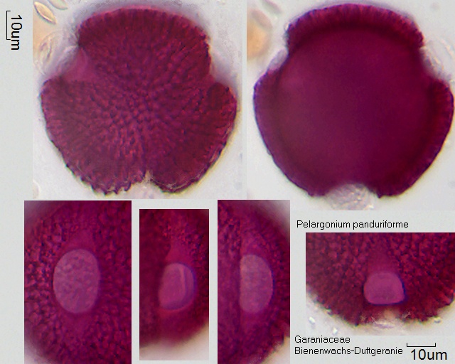 Pollen von Pelargonium panduriforme