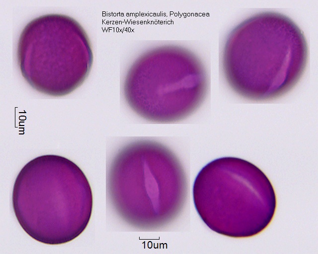 Pollen von Bistorta amplexicaulis, 4-003
