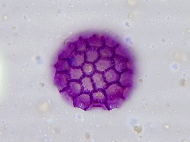 Pollenvon Cobaea scandens