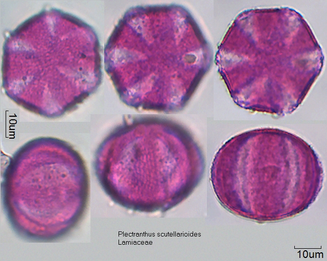 Pollen von Plectranthus scutellarioides