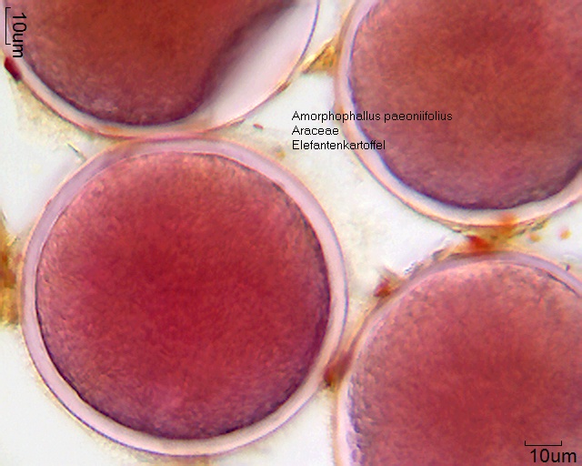 Pollen von Amorphophallus paeoniifolius
