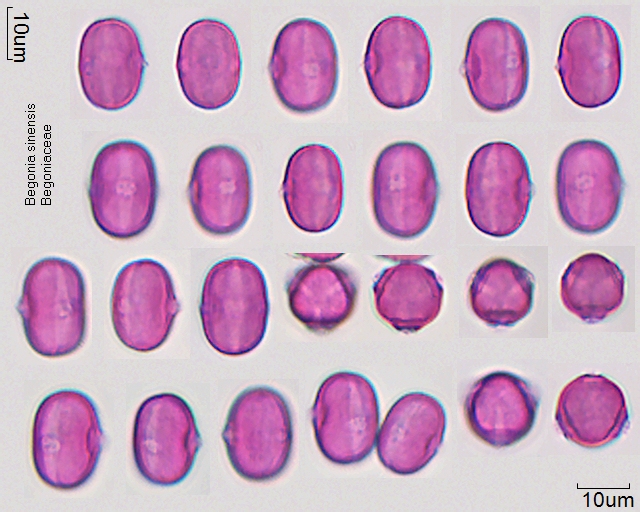 Datei:Begonia sinensis.jpg
