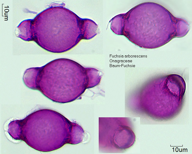 Pollen von Fuchsia arborescens