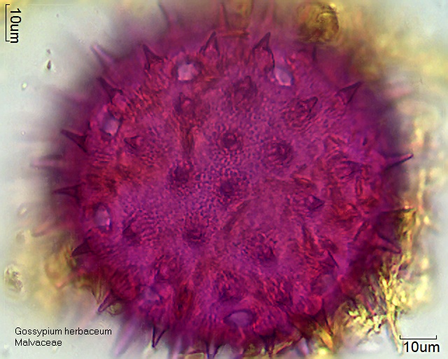 Pollen von Gossypium herbaceum