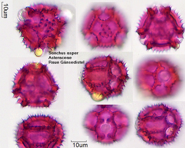 Pollen von Sonchus asper