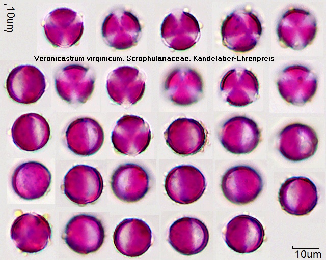 Pollen von Veronicastrum virginicum