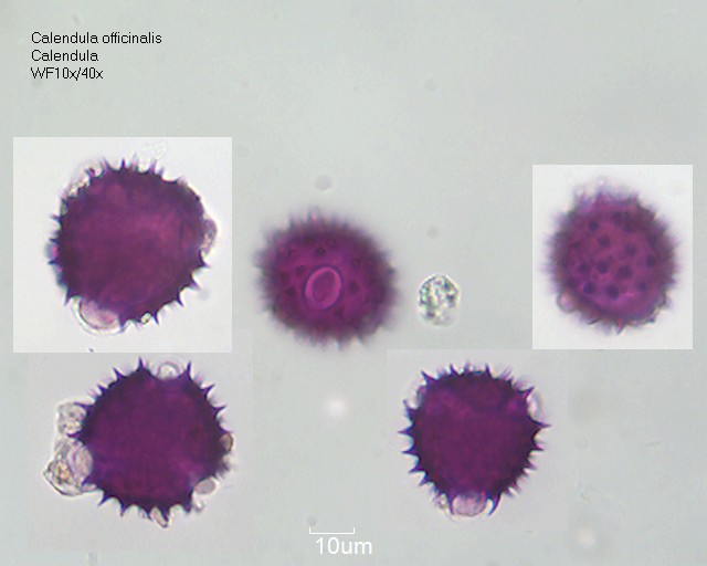 Pollen von Calendula officinalis