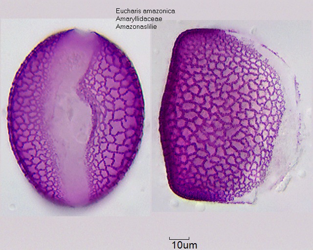 Pollen von Eucharis amazonica (1).jpg