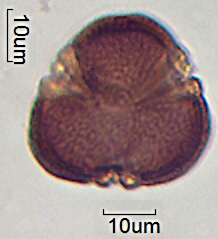 Datei:Euphorbia verrucosa a (3).jpg