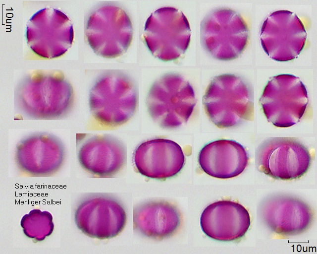 Datei:Salvia farinacea.jpg