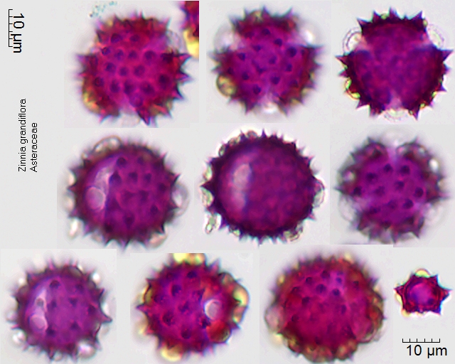 Pollen von Zinnia grandiflora