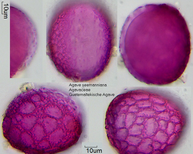 Pollen von Agave seemanniana, 13-009
