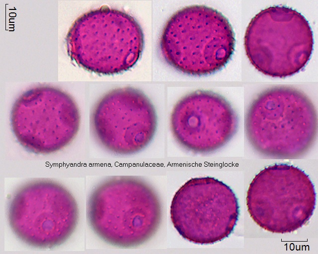 Pollen von Symphyandra armena